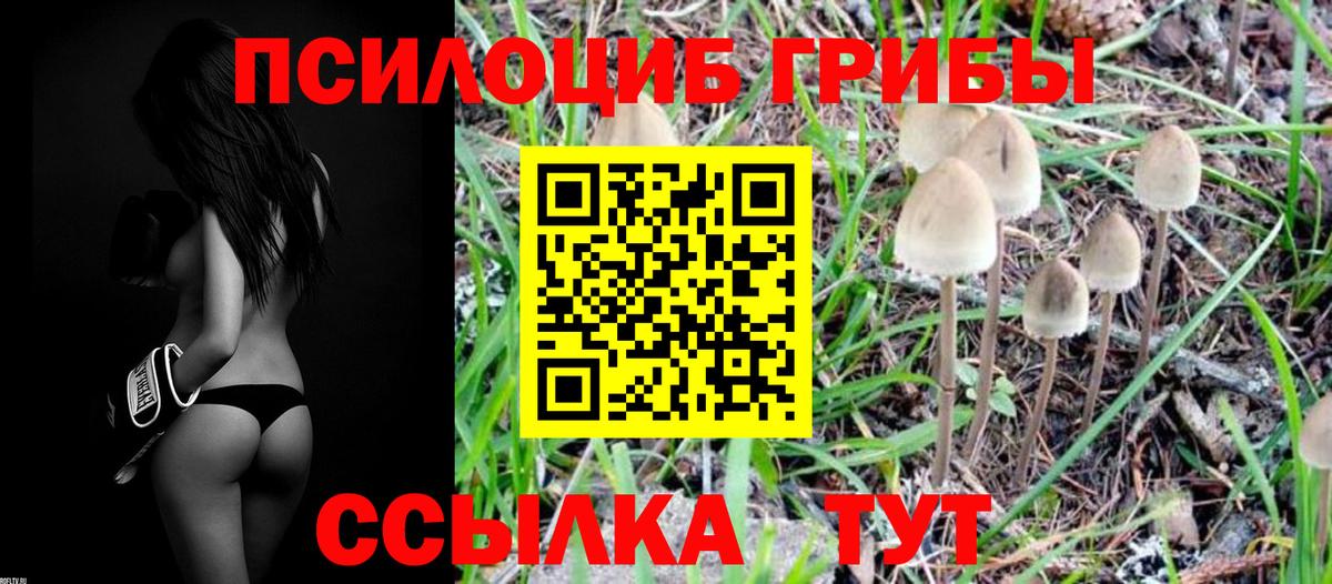 Галлюциногенные грибы Psilocybine cubensis Сланцы